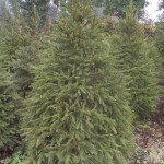 A Norway Spruce Tree