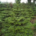 A noble fir tree