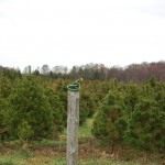 Pick your own Christmas Tree at Meadow Lane Farm