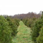 Meadow Lane Christmas Tree Far
