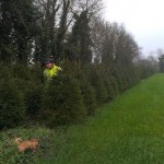 New crop of norway spruce