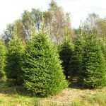 Pick your own Christmas Tree at Meadow Lane Farm