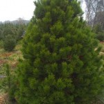 A lodgepole pine tree